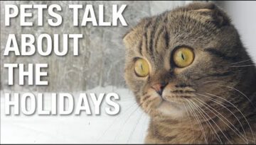 Pets Talk Holidays