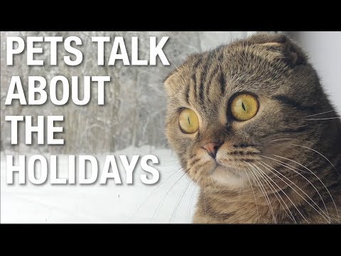 Pets Talk Holidays