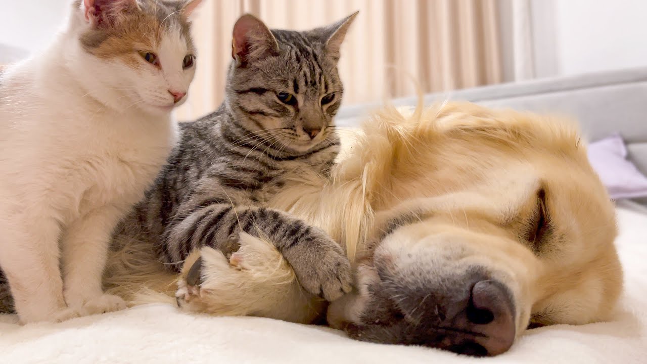 Poor Golden Retriever Attacked by Kittens