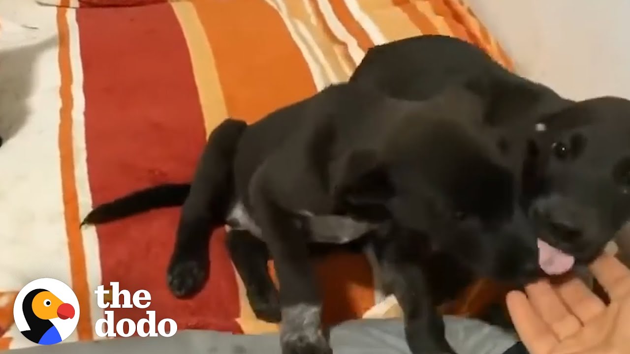 Puppies So Happy Someone Showed up in Middle of Night to Save Them