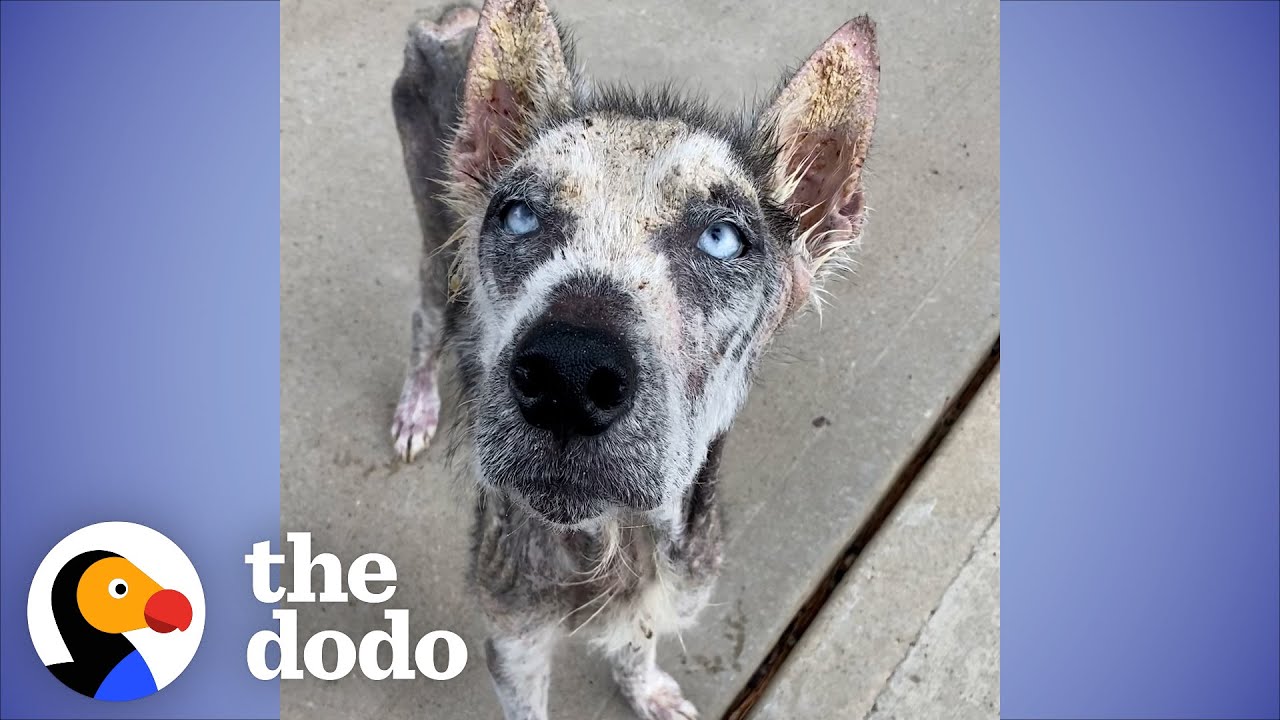 Shy Husky Surprises His Foster Family By ‘Speaking’ For The First Time