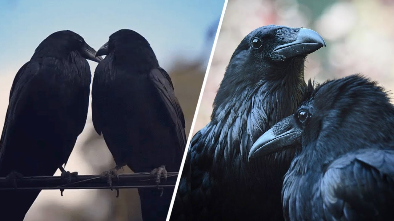 Smart Raven Finds Secret to Happy Marriage