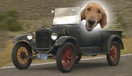 The Driving Dog