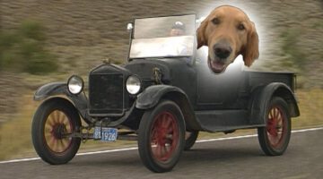 The Driving Dog