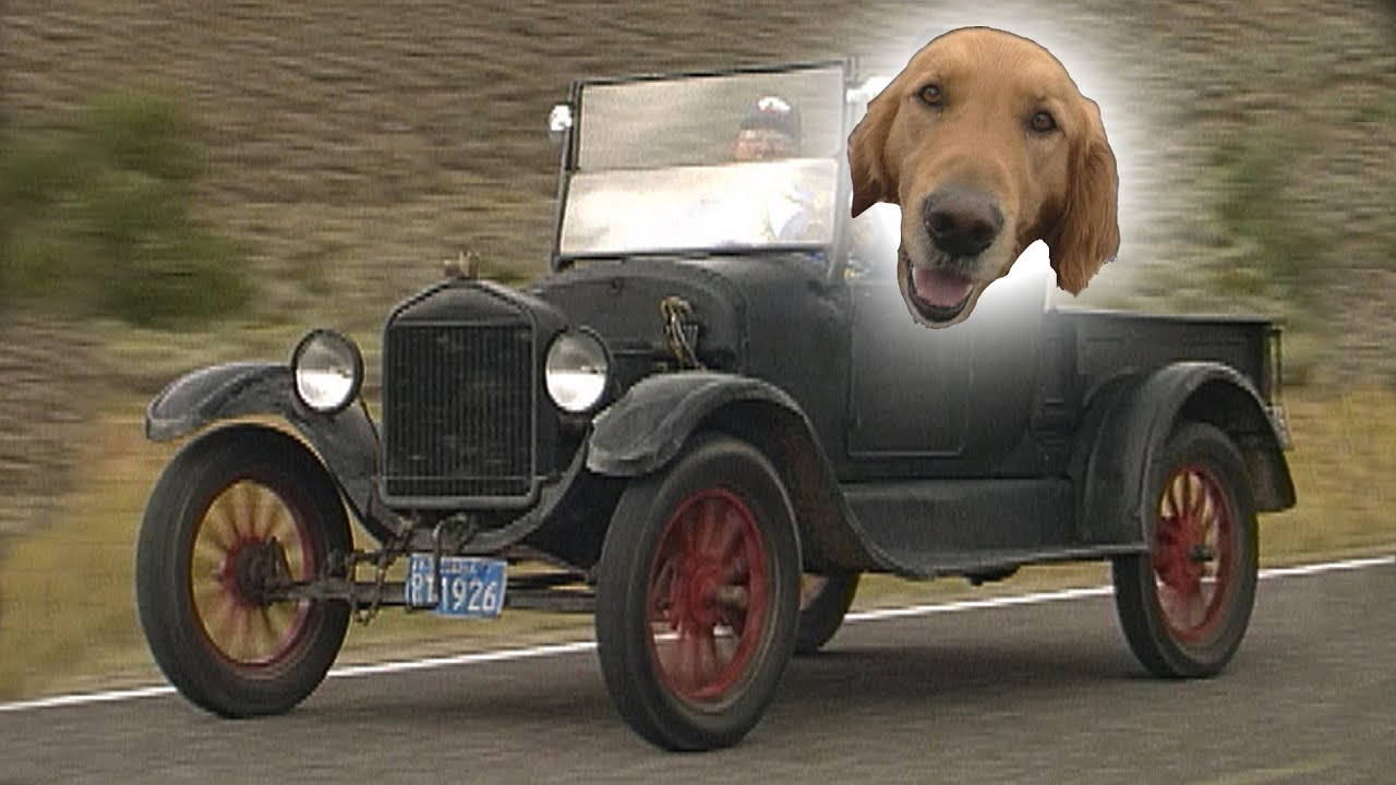 The Driving Dog