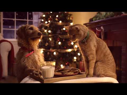 Three Pets – White Christmas