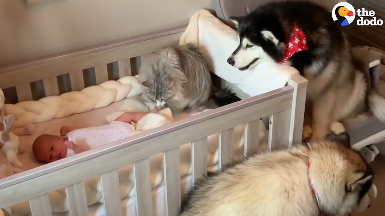 Two Malamutes And Maine Coon Cat Adjust To Life With A New Baby Sister