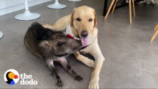 2-pound Wild Boar Grows Up Believing She’s a Puppy