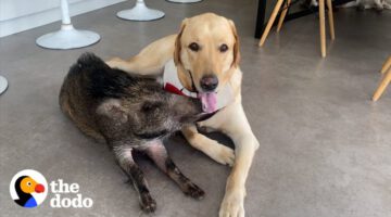 2-pound Wild Boar Grows Up Believing She’s a Puppy