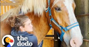 Abandoned Work Horse Has The Happiest Reaction To Getting His Hooves Trimmed