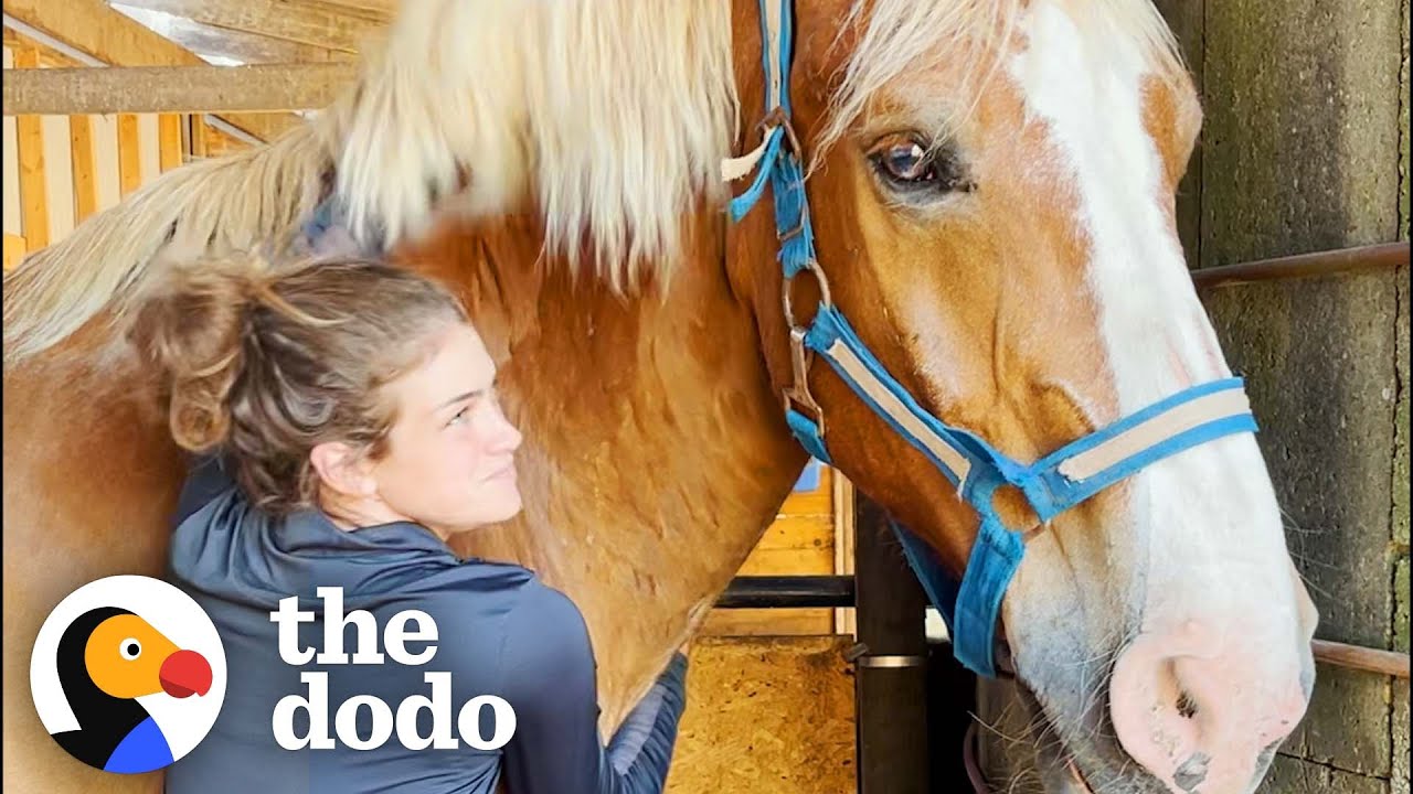 Abandoned Work Horse Has The Happiest Reaction To Getting His Hooves Trimmed