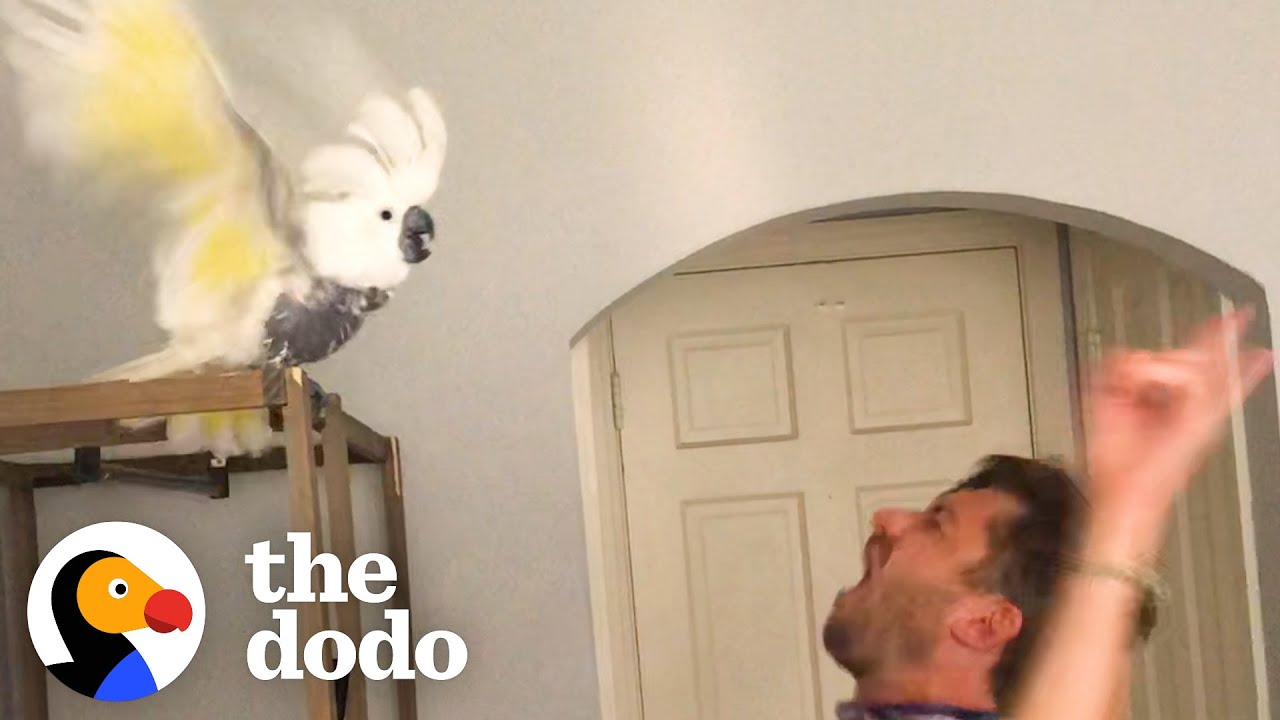 Bird Who Lost Her Owner Loves Dancing With New Dad