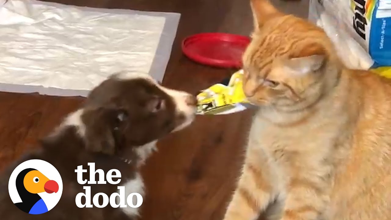 Cat Raises His Puppy Brother