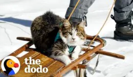 Dog Pulls Cat Around In Sled…And The Cat LOVES It