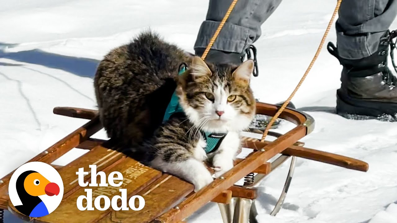 Dog Pulls Cat Around In Sled…And The Cat LOVES It