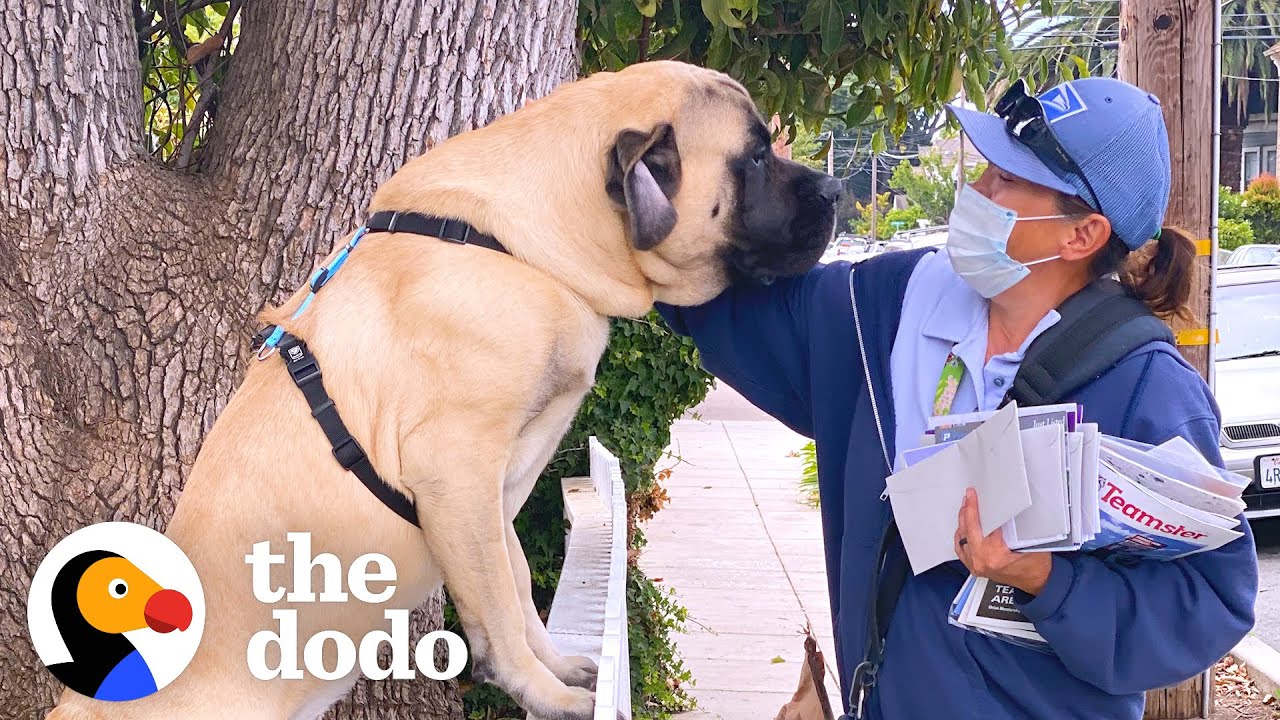 Dog Waits By The Door Every Morning So He Can Greet His Favorite Mailwoman