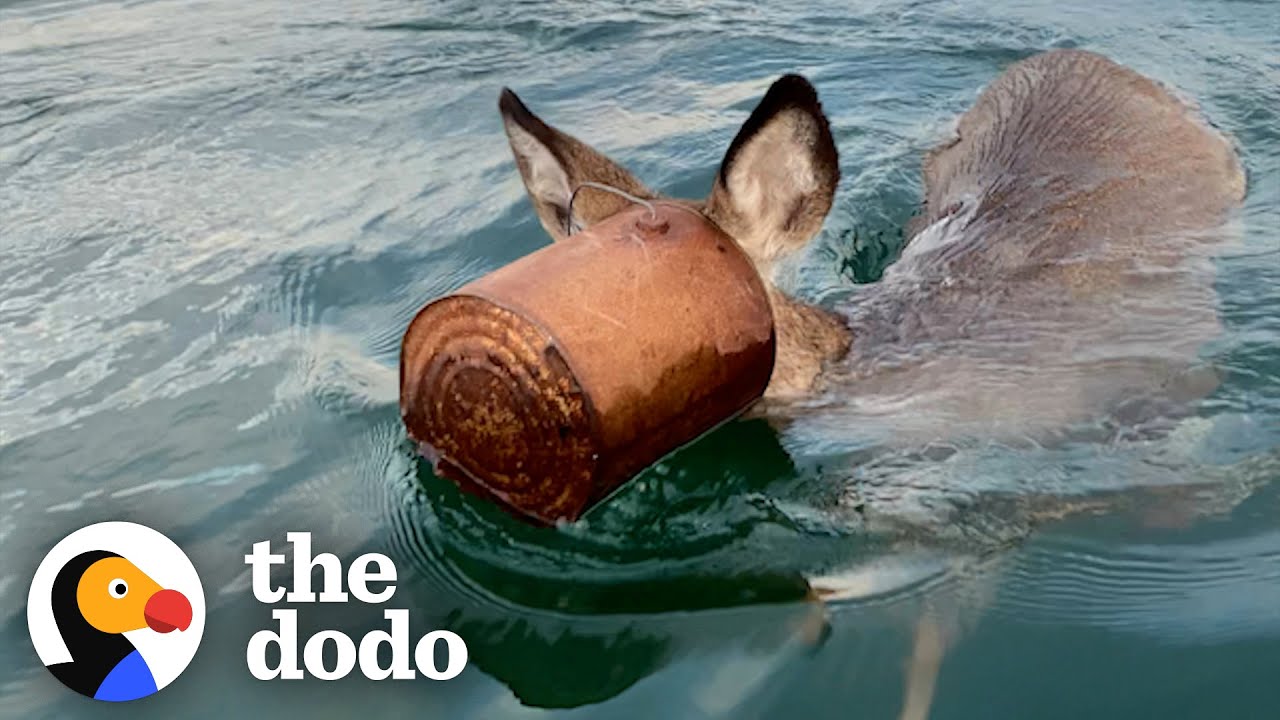 Guy Jumps Into Ice Water To Save Deer With Bucket Stuck On Her Head