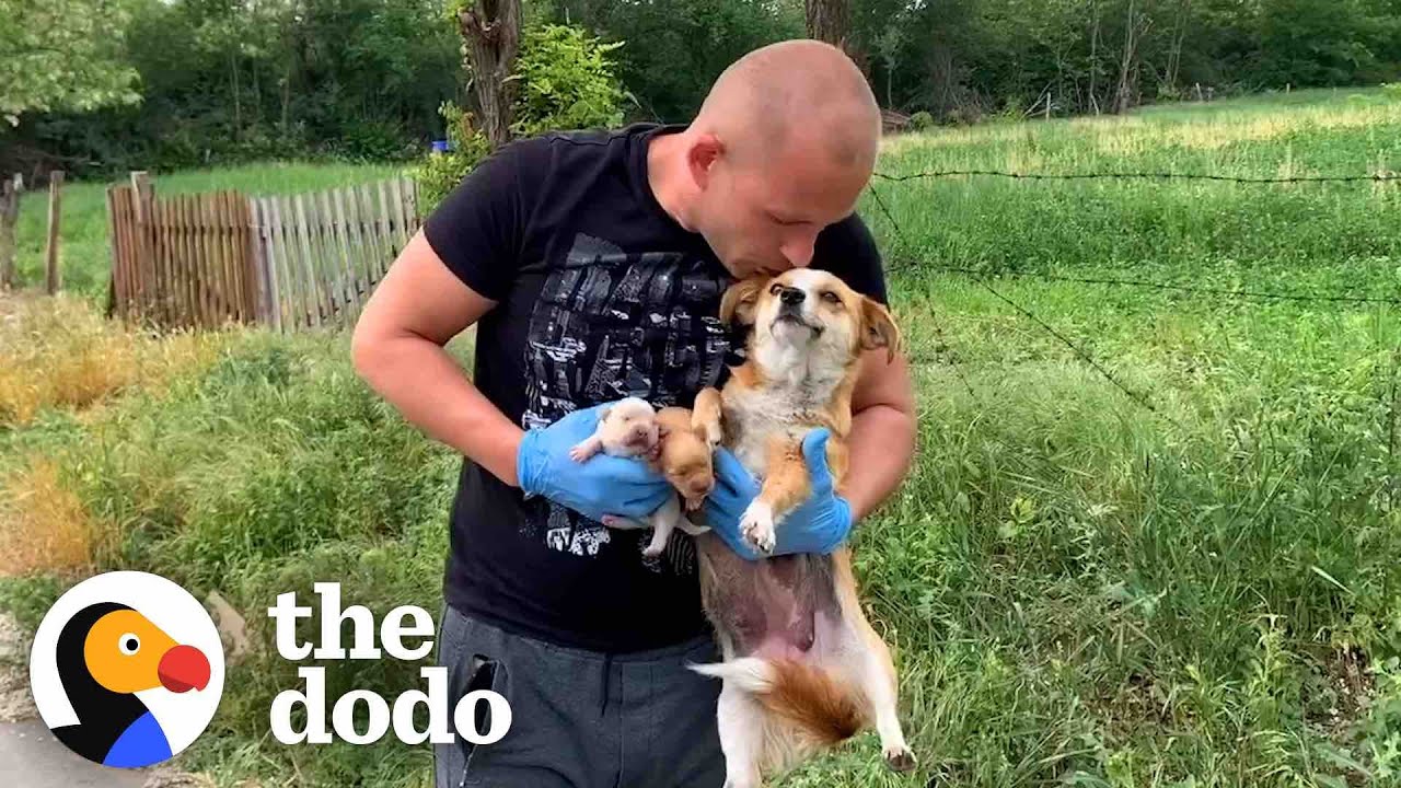 Guy Rescues Abandoned Mama Dog And Her Puppies