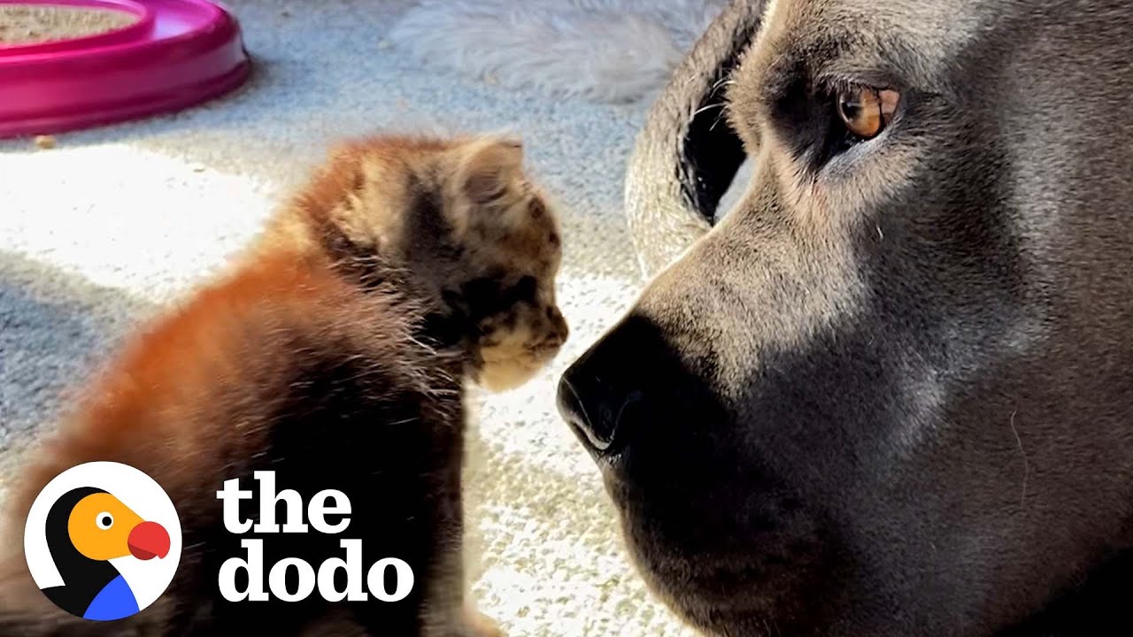 Half-Pound Kitten Takes Naps Under 130-Pound Dog