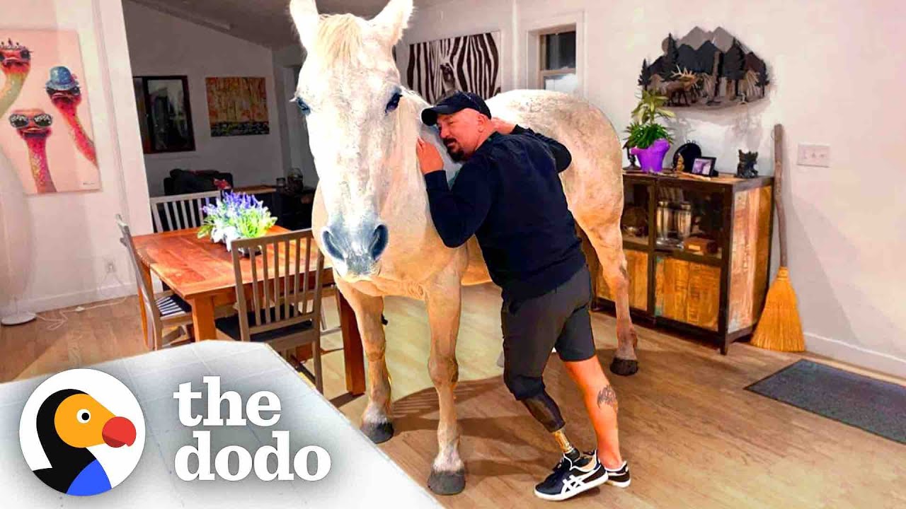 Horse Lets Herself Into The House Whenever She Wants