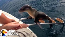 Hurt Sea Lion Asks Boaters For Help