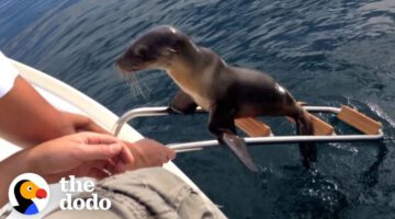 Hurt Sea Lion Asks Boaters For Help