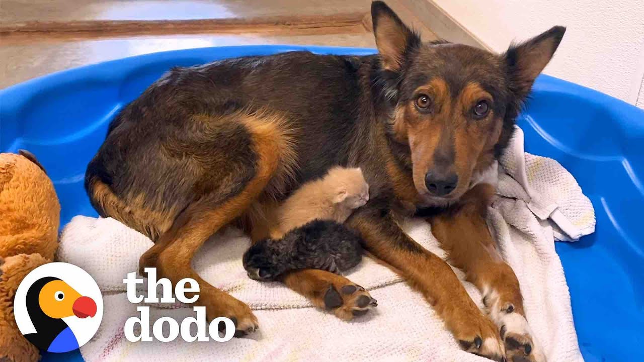 Mama Dog Who Lost Her Puppies Was Heartbroken Until She Got Kittens