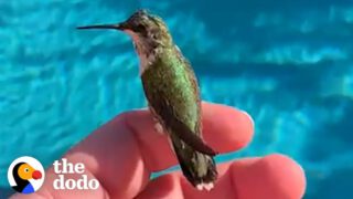 Man Finds Baby Hummingbird On The Side Of The Road