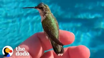 Man Finds Baby Hummingbird On The Side Of The Road