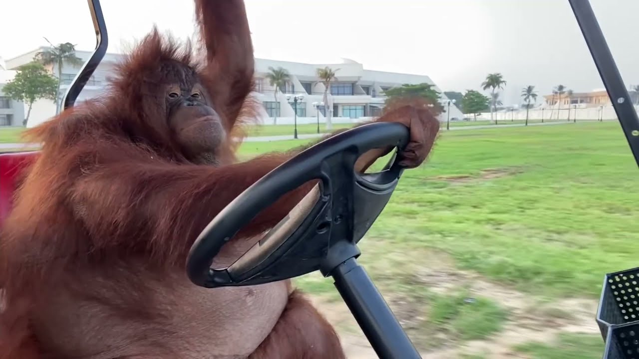 Orangutang Driving Golf Cart