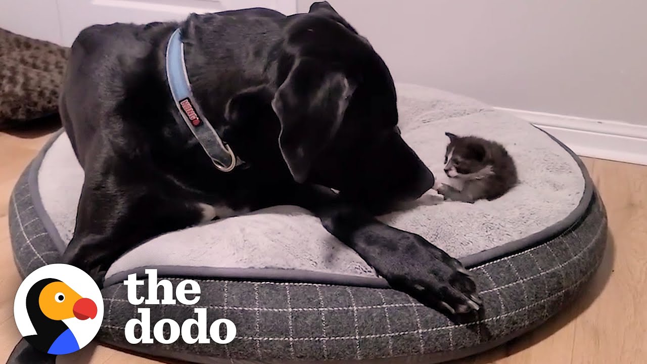 Orphaned 1-Pound Kitten Gets Adopted By a 160-Pound Great Dane