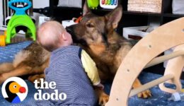 Police Dog Turns Into Giant Mush Around His Baby Sister