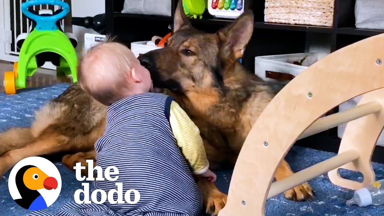 Police Dog Turns Into Giant Mush Around His Baby Sister