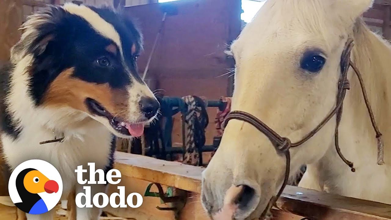 Puppy Teaches A Scared Work Horse How To Play