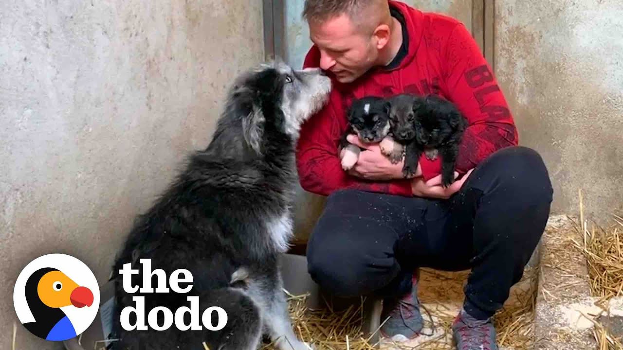 Stray Dog Asks Man To Save Her Babies