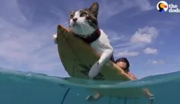 This Hawaiian Cat Loves Surfing With His Parents
