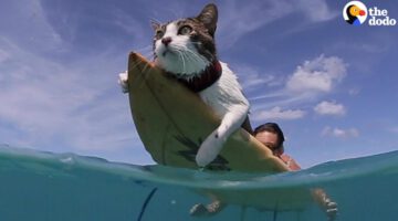 This Hawaiian Cat Loves Surfing With His Parents