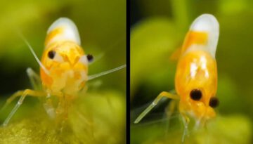 Tiny Shrimp Has HUGE Sneeze