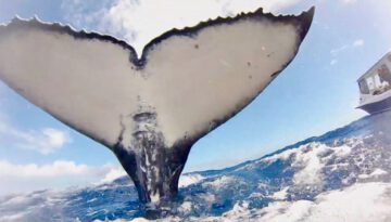 Whale Tries to Slap Diver