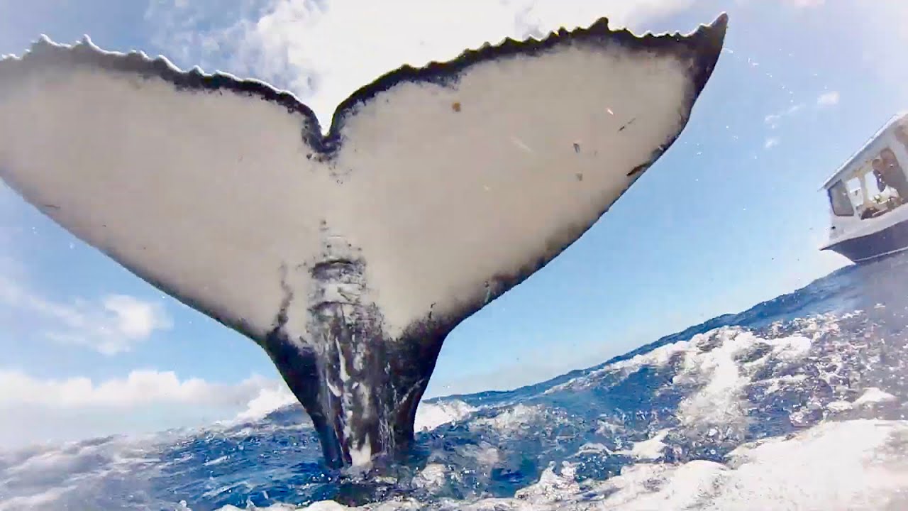 Whale Tries to Slap Diver