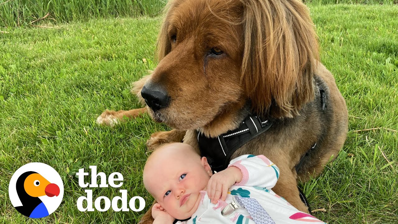 135-Pound Rescue Dog Is Now A Huge Brother To His 15-Pound Little Sister