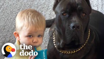 Baby Grows Up With His 125-Pound Dog