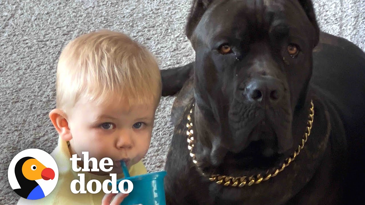 Baby Grows Up With His 125-Pound Dog