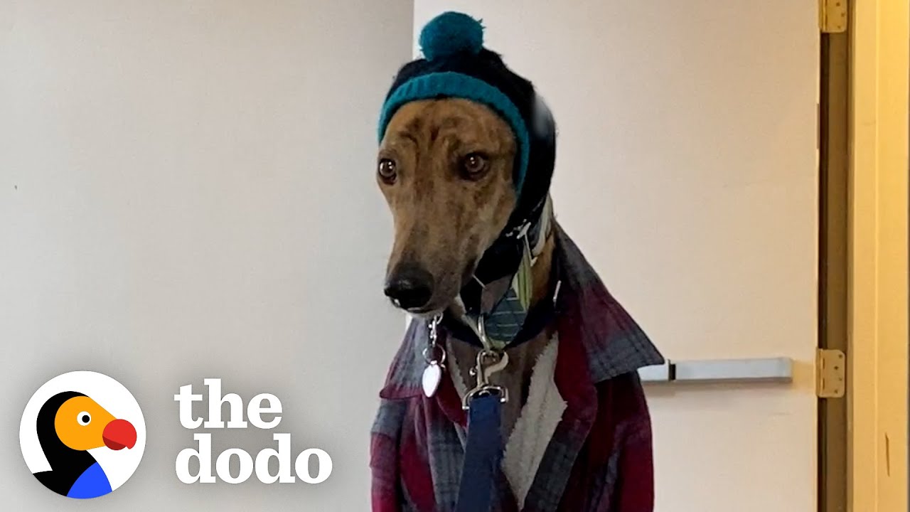 Couples Gives Rescued Racing Greyhound The Best Retirement Ever