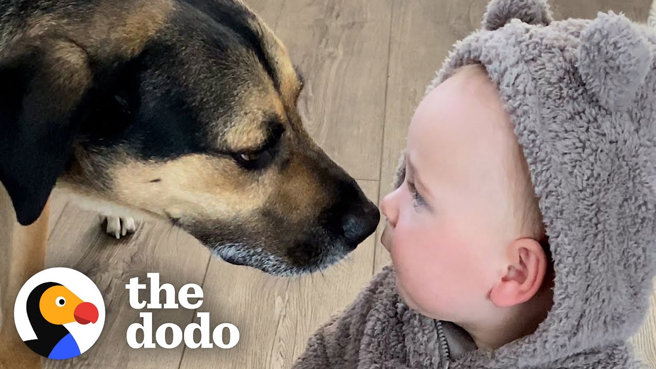 Dog Helps His Baby Sister Walk For The First time