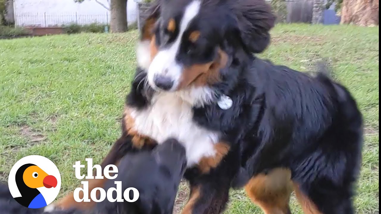 Dog Is SO Excited To Meet Her Best Friend In The Park After 2 Weeks Alone