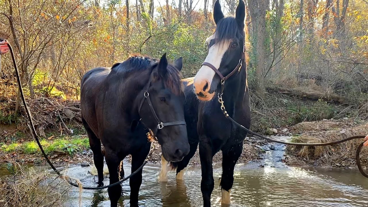 Gentle Giant Horse Teaches A Neglected Horse How To Play