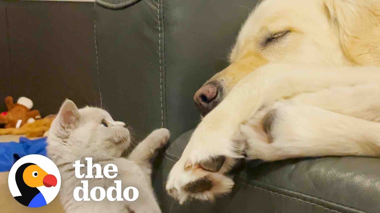 Golden Retriever Who Had Separation Anxiety Gets A Kitten Brother