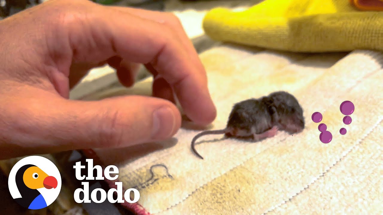 Guy Becomes Momma After Saving a Baby Mouse