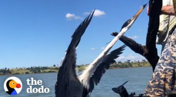 Heron Stuck On To A Tree In The Middle Of Nowhere Gets Rescued By Boaters